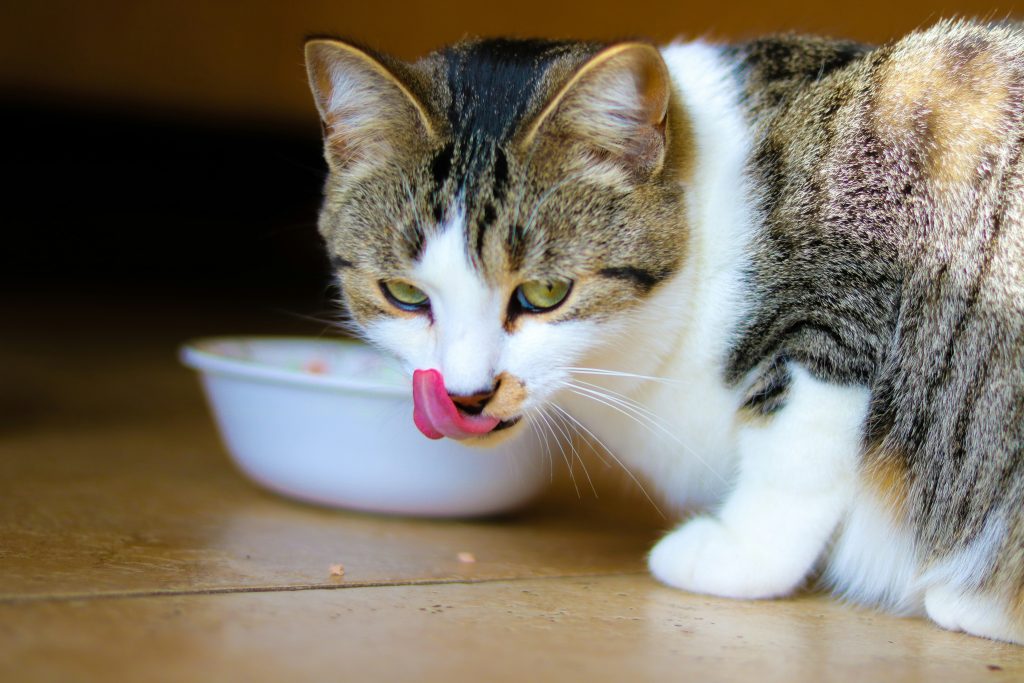 how often should you feed a cat