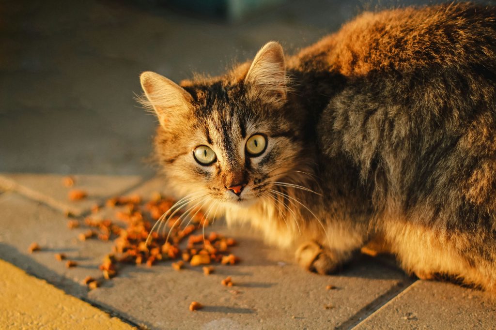  Best Cat Food for Weight Loss: 2026 Expert Slimming Guide