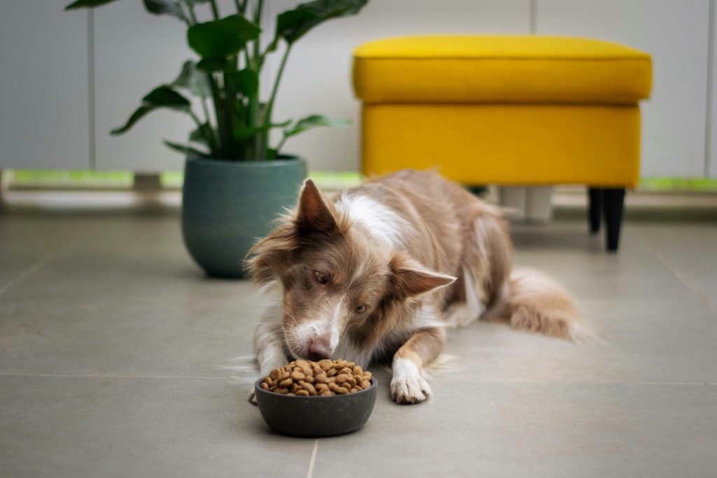 Best Dog Food for Sensitive Stomach: 2026 Master Guide