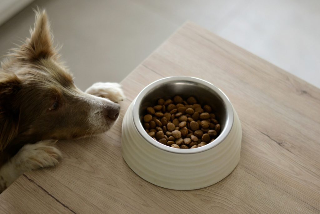 best dog food for allergies