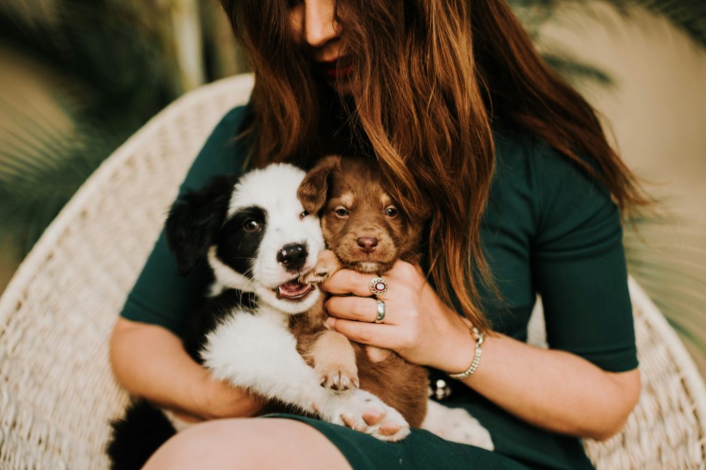 Working Parent's Guide: 8 Tips for Raising a Puppy