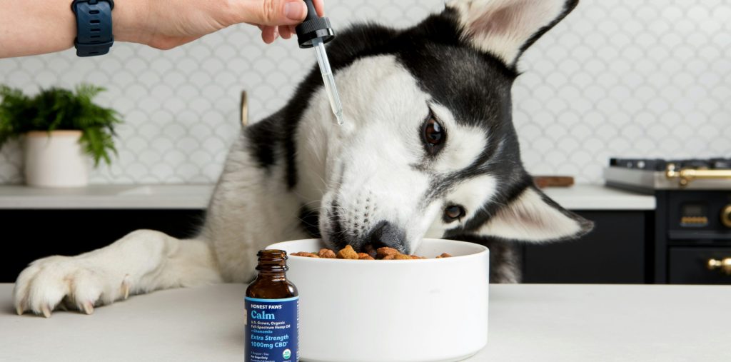 The Ultimate Guide to the 11 Best Dog Vitamins and Supplements: Helping Your Best Friend Thrive