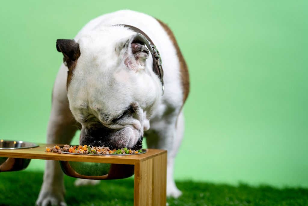 Best Dog Food for Senior Dogs: 2026 Comprehensive Guide 