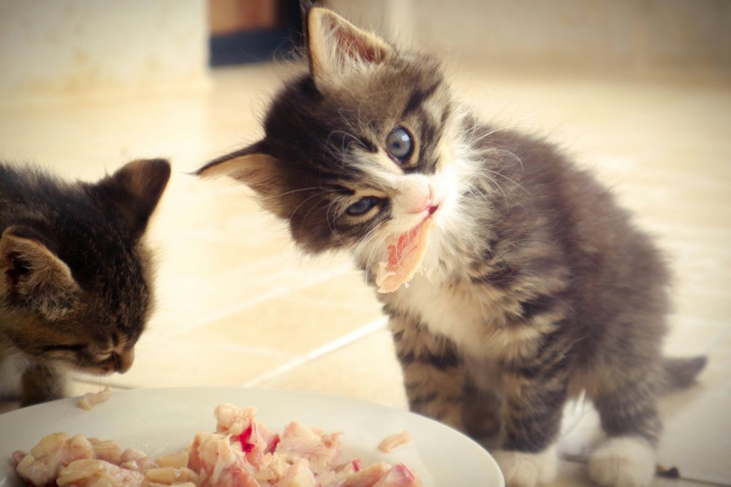 The Best Cat Food for Kittens: 2026 Parents’ Guide to Nutrition