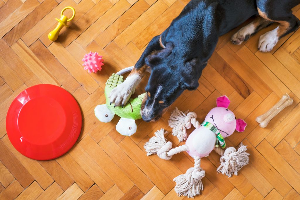 The 10 Best Rubber Dog Toys: Durability & Safety Guide