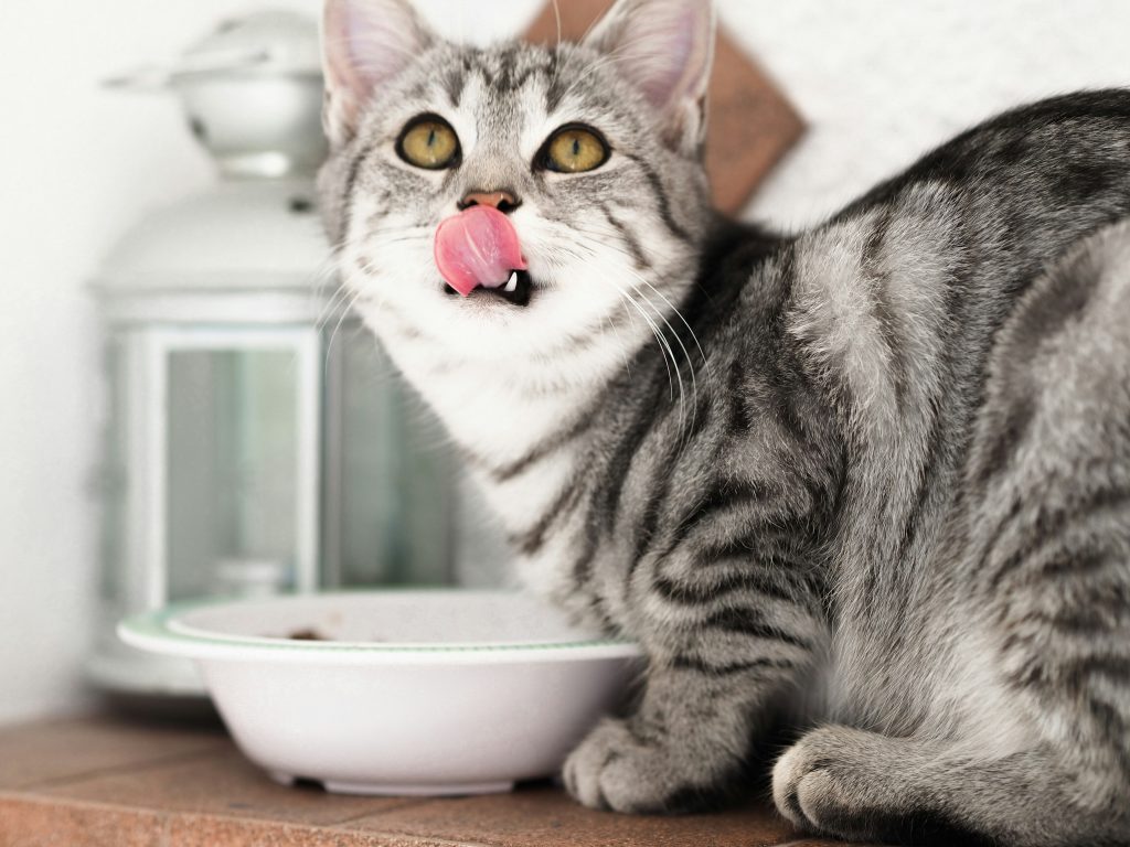 cat food for senior cats