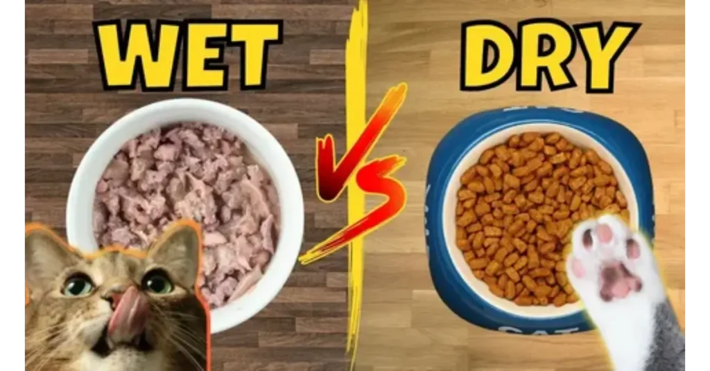 Wet vs Dry Kitten Food
