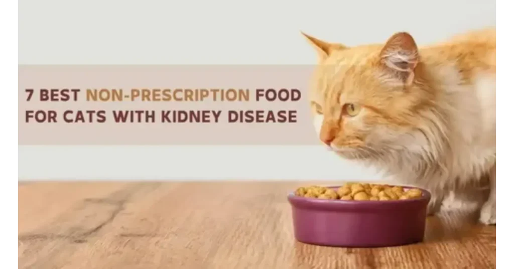 Cat to Prescription Cat Food