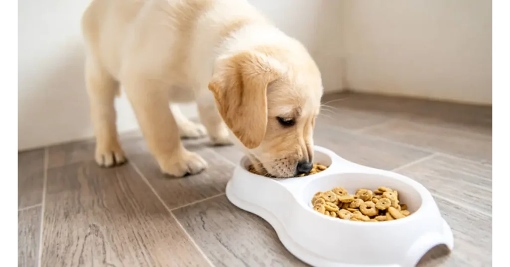 When Can Puppies Eat Adult Dog Food? 7 Expert Feeding Tips